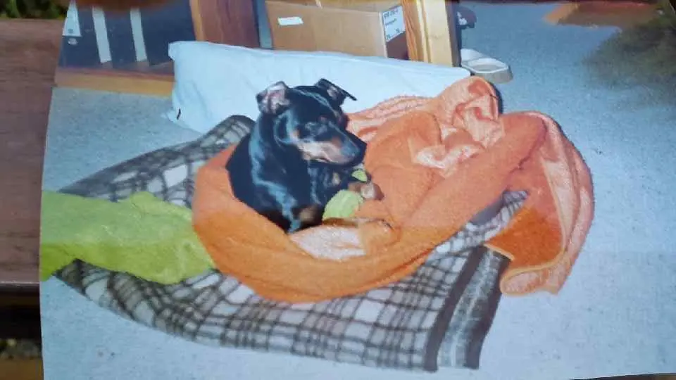 Condolence image of Marga mit Rambo im Herzen