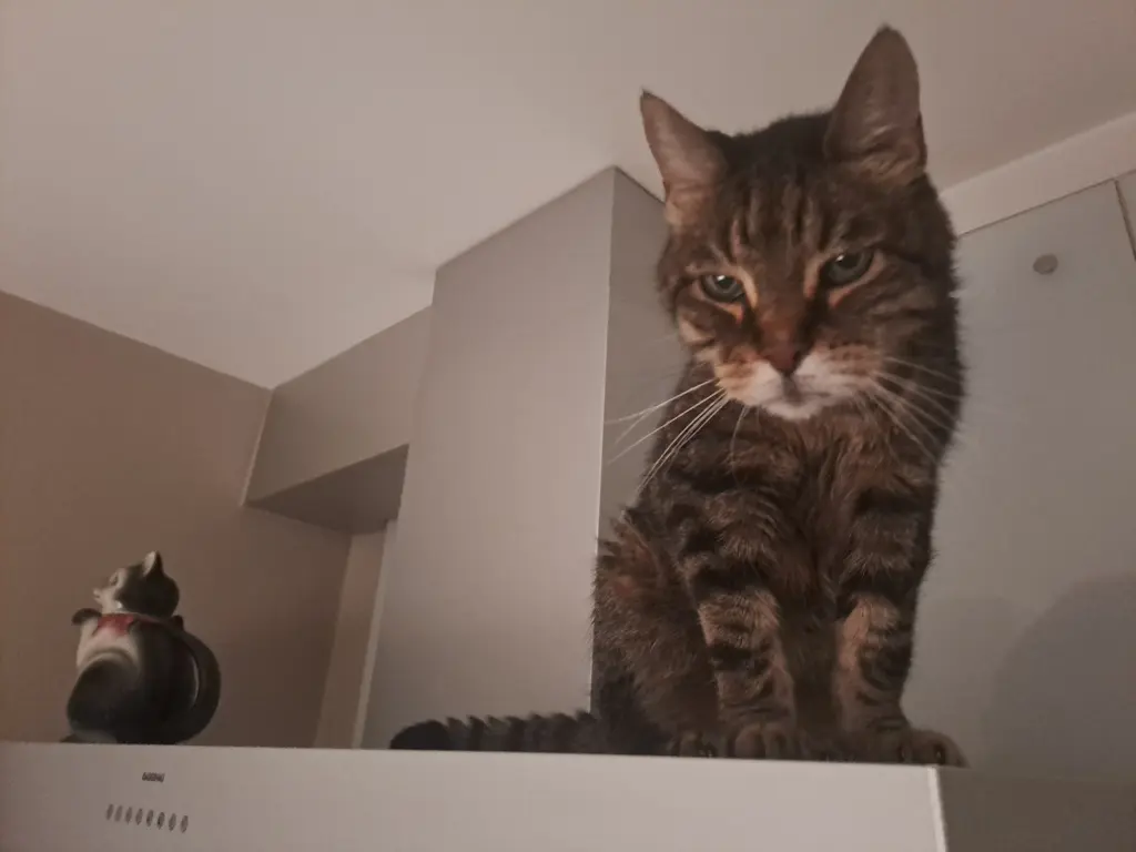 Bild von Chico