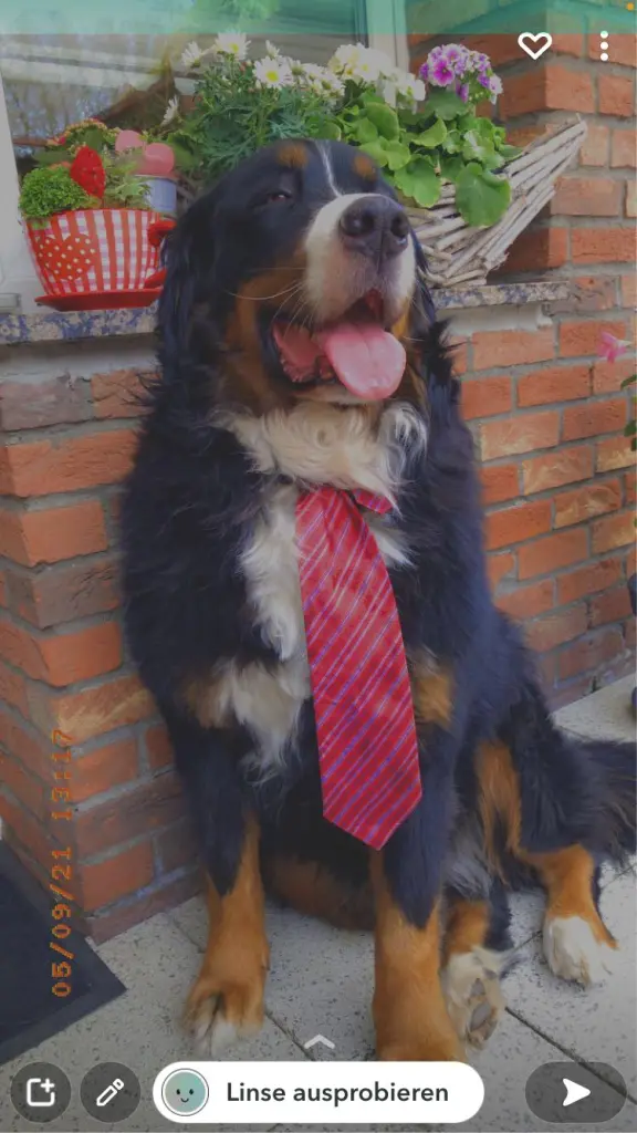 Image from Balou