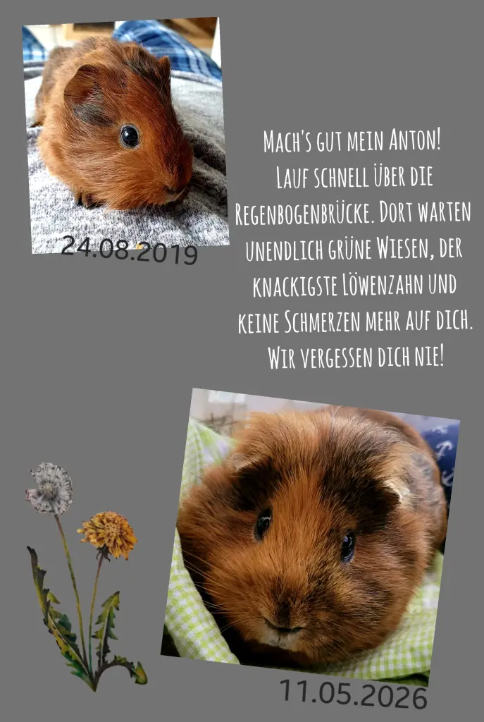 Image from Anton