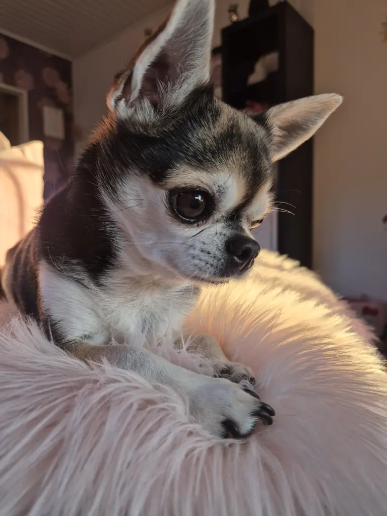 Bild von Holly