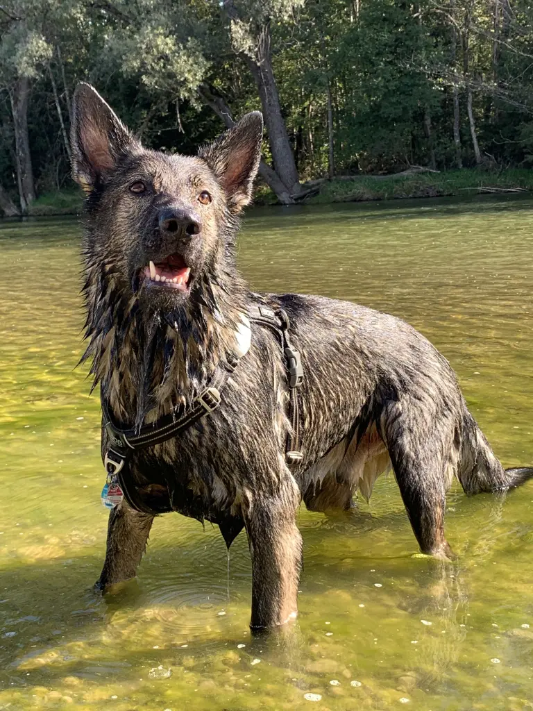 Isar