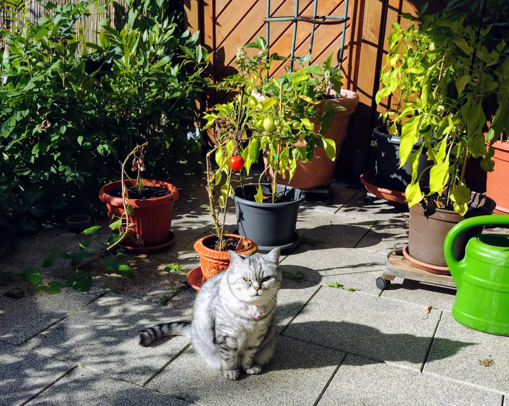Image from Luna