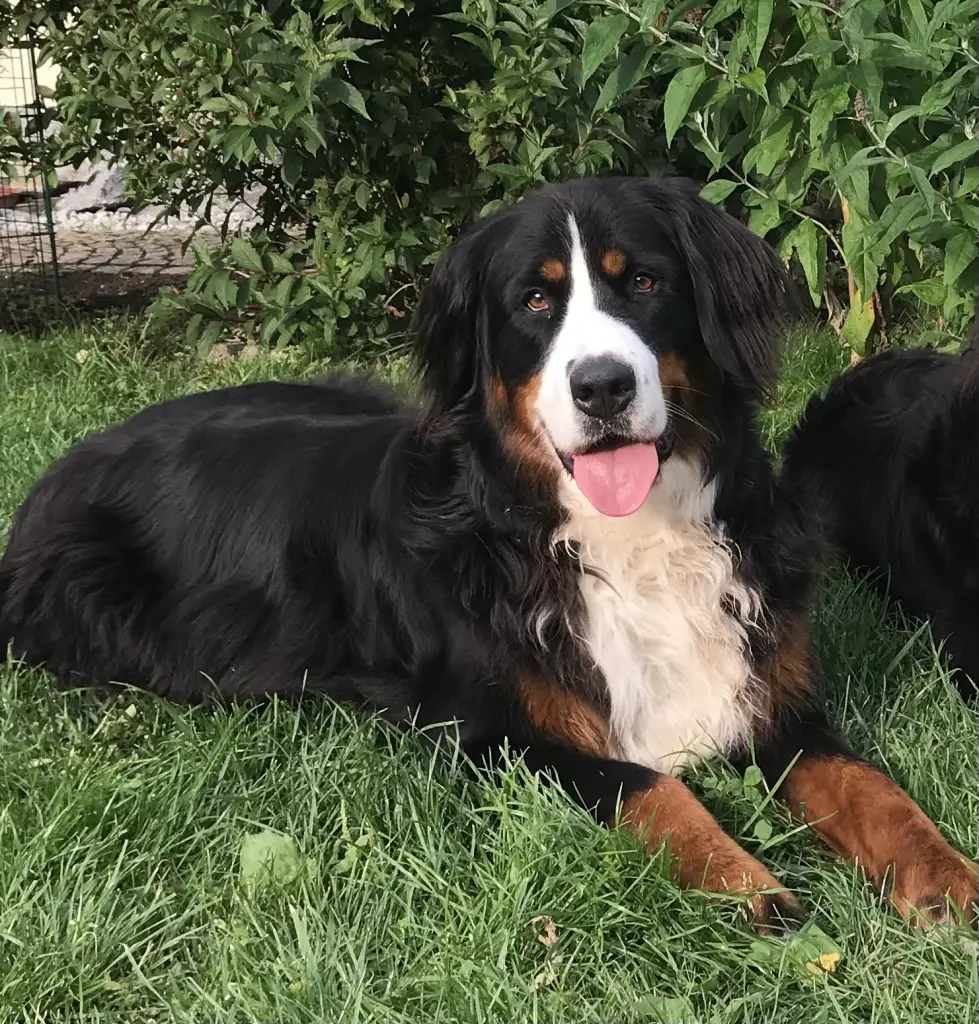Bild von Daisy