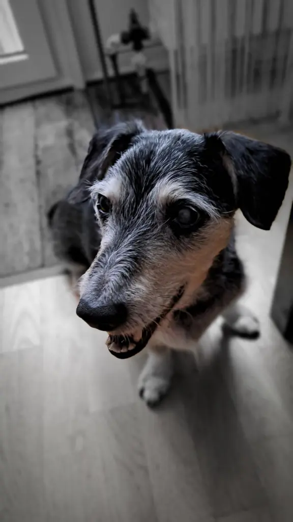 Bild von Sammy