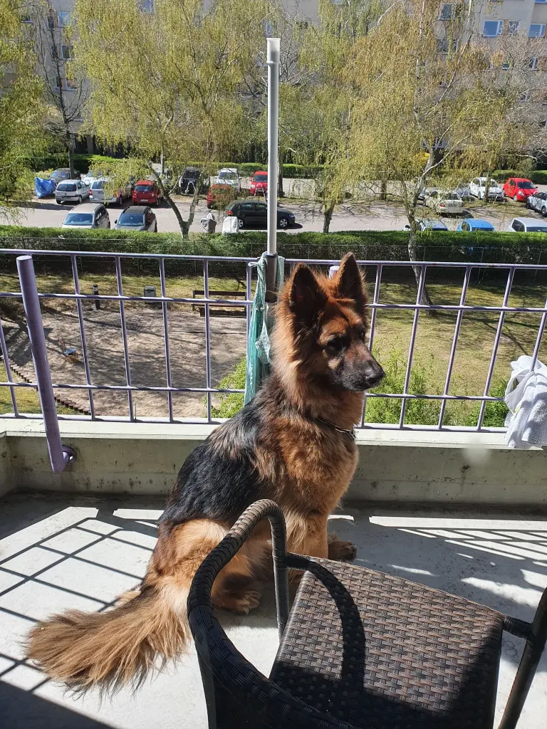Bild von Jasper