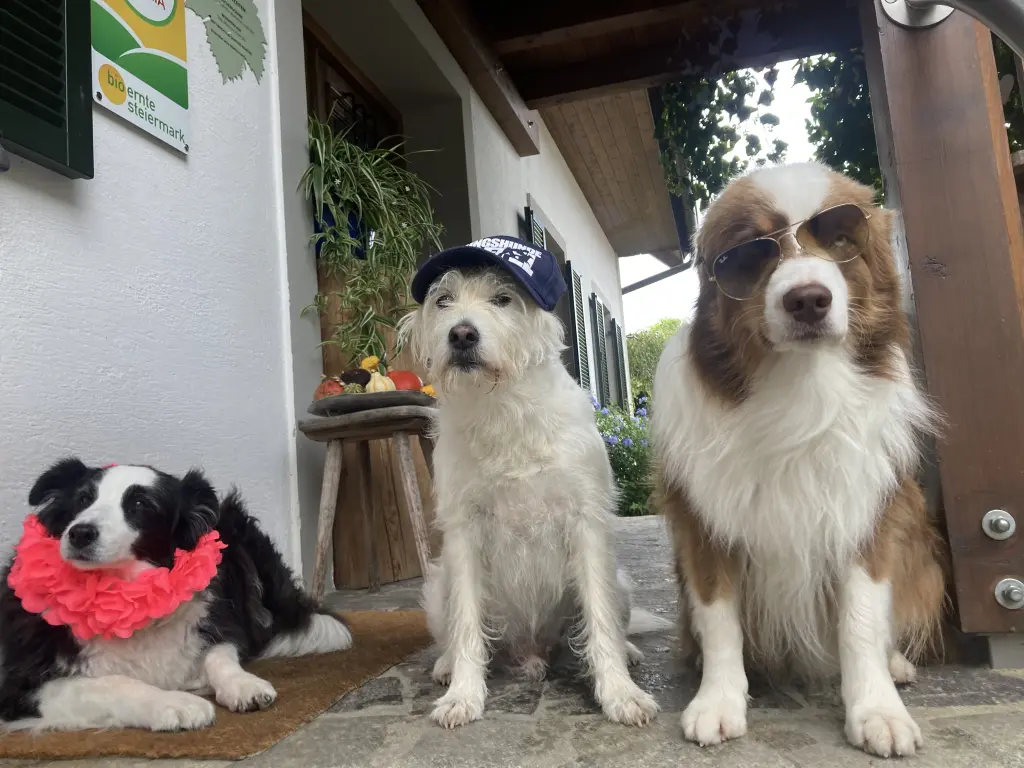 Image from Balou