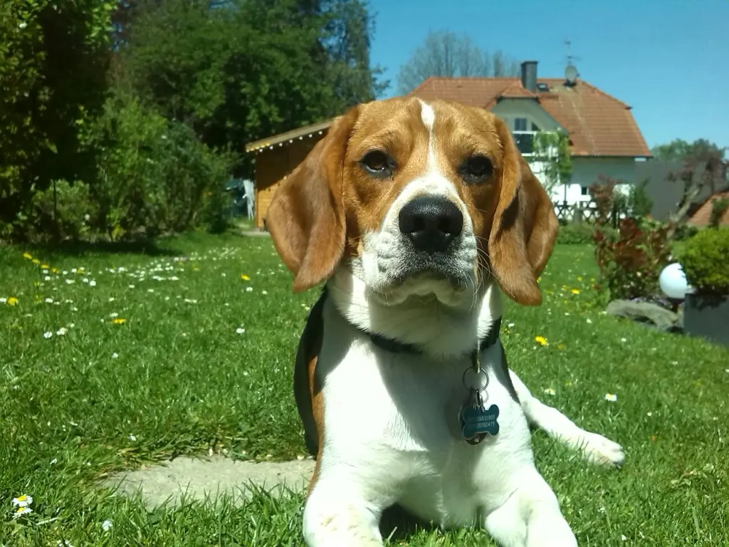 Bild von Milo