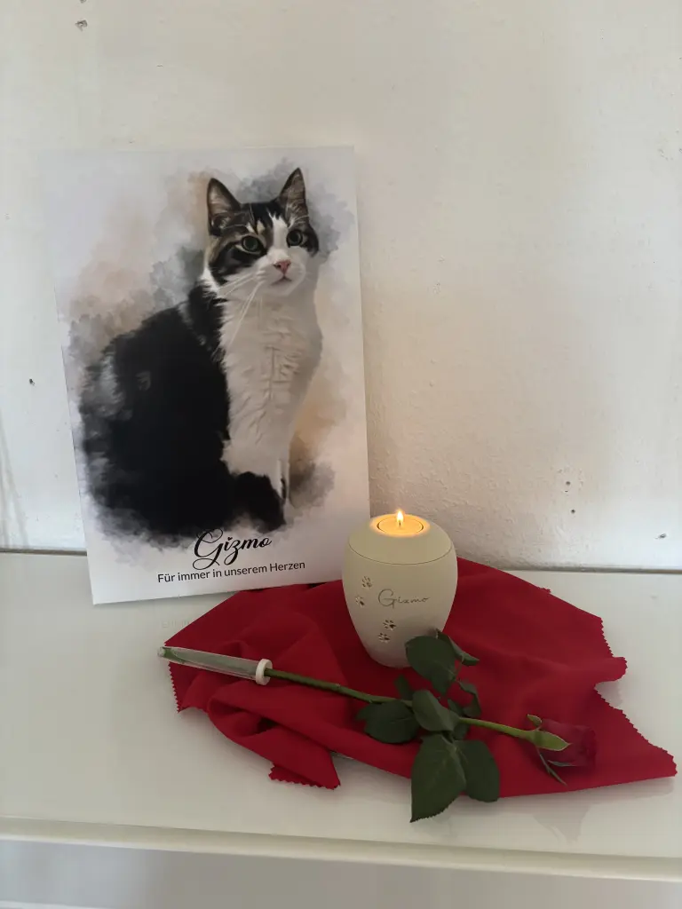 Image from Gizmo