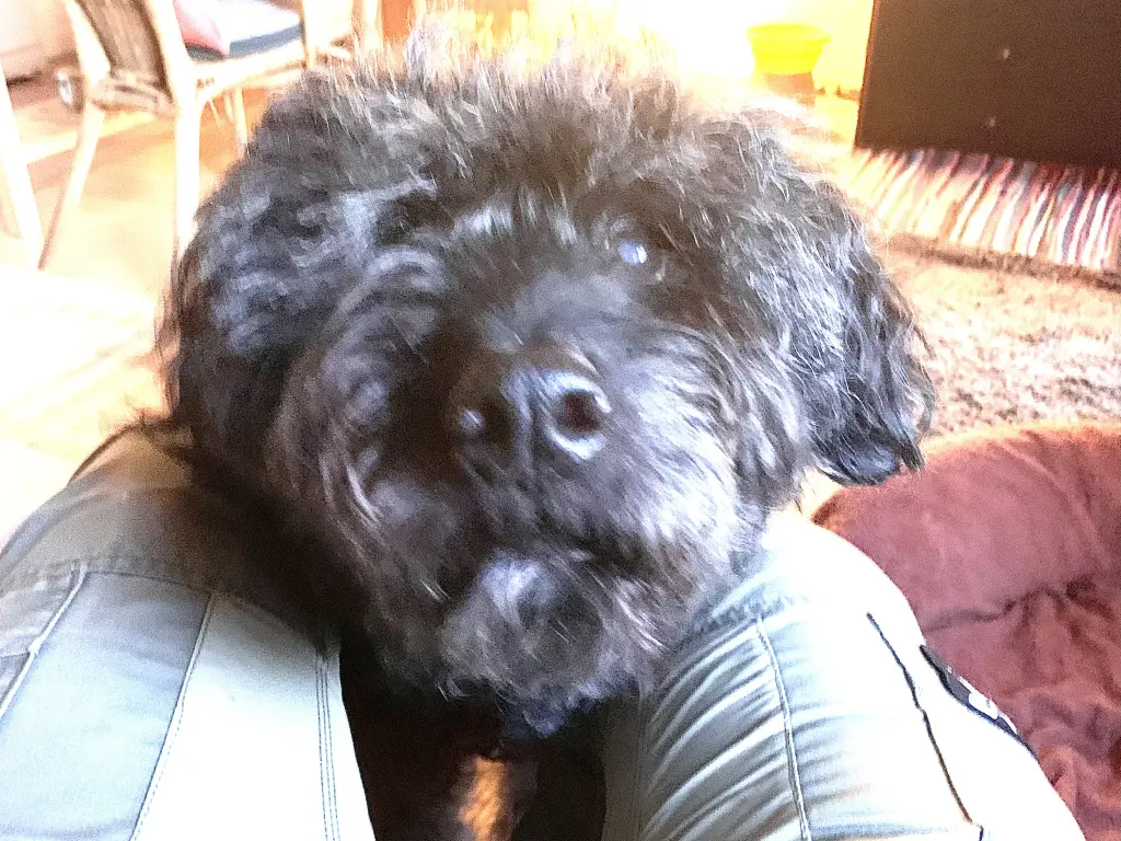 Bild von Shaki