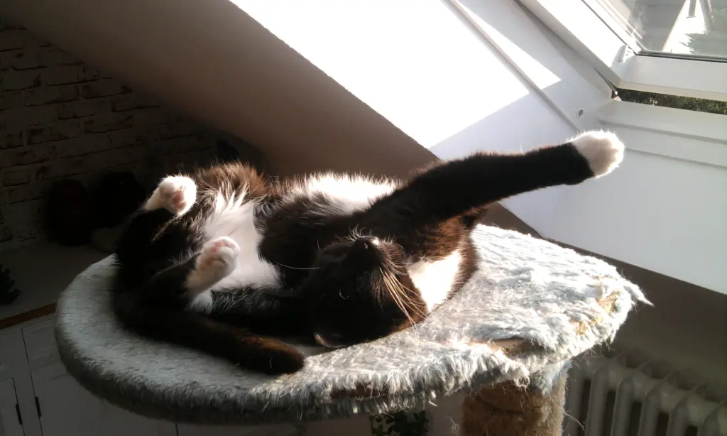 Bild von Boo