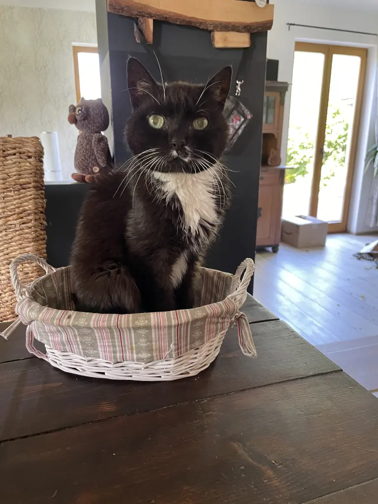 Bild von Boo