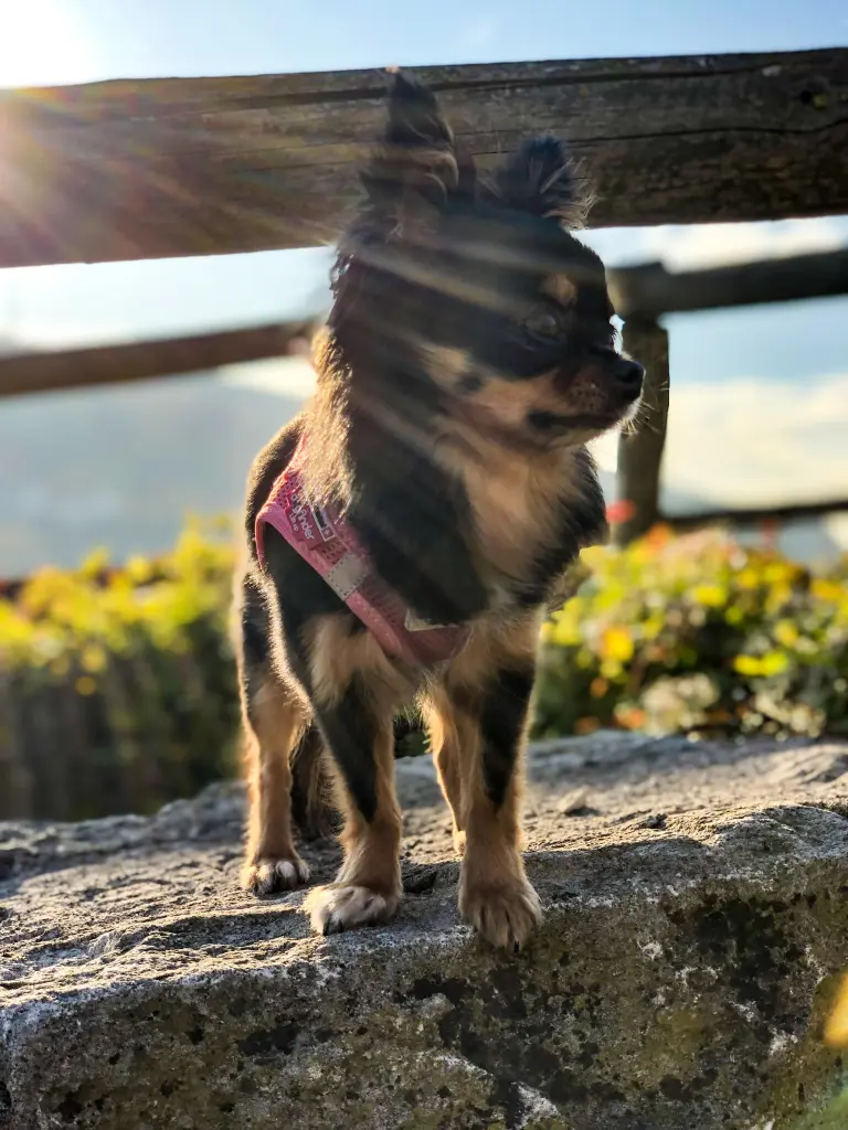 Image from Chicha