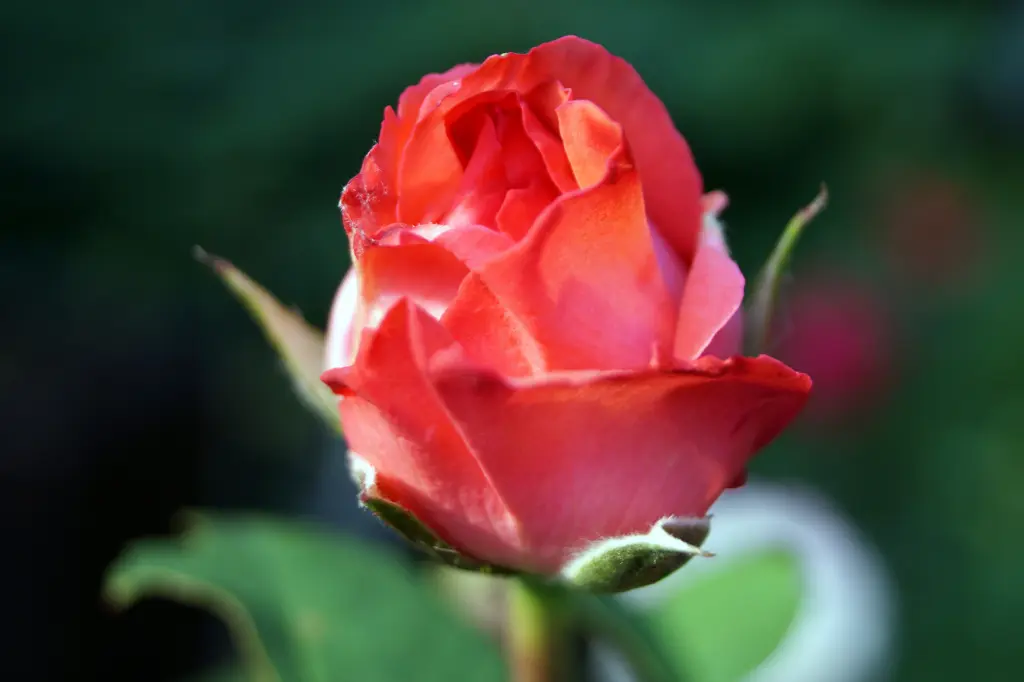 Condolence image of Sabine