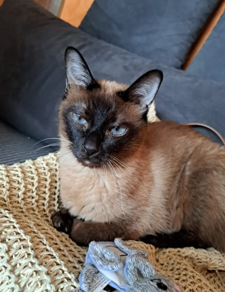 RIP Lucky