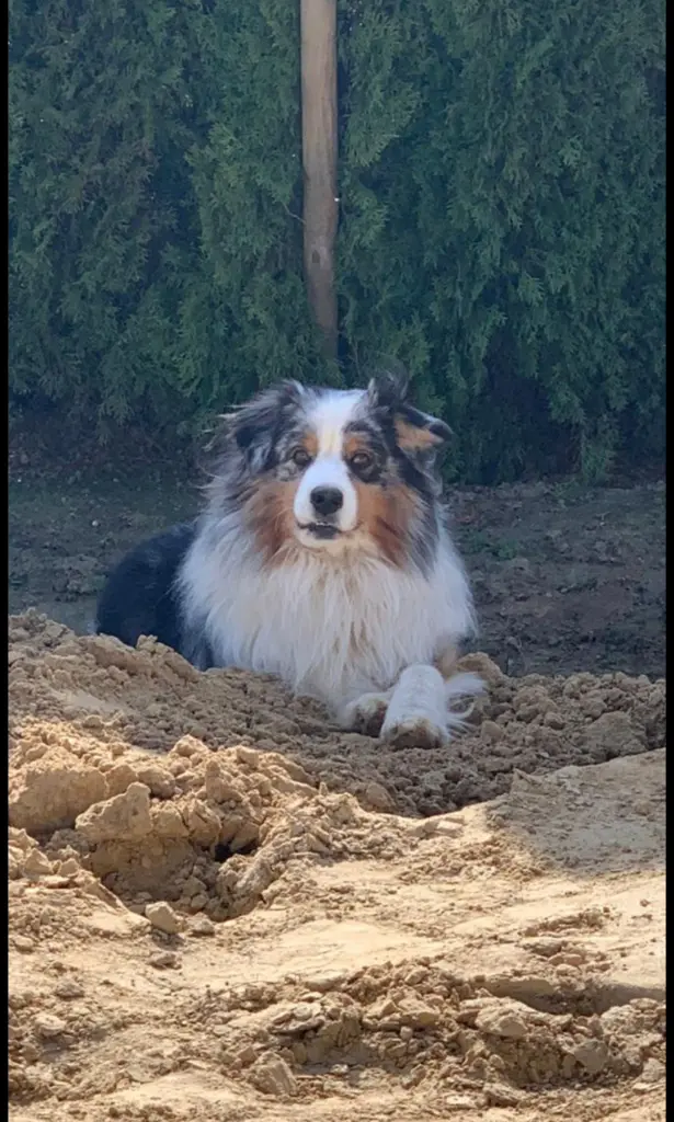 Bild von Charlie