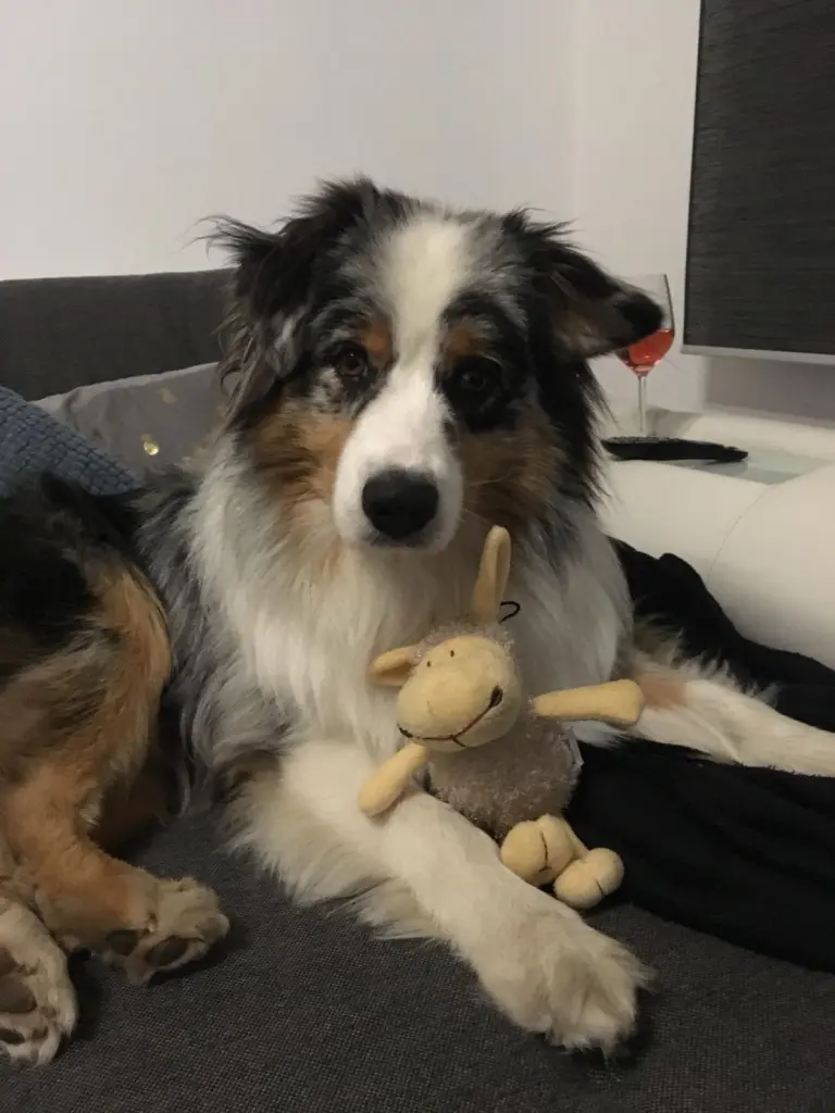 Bild von Charlie