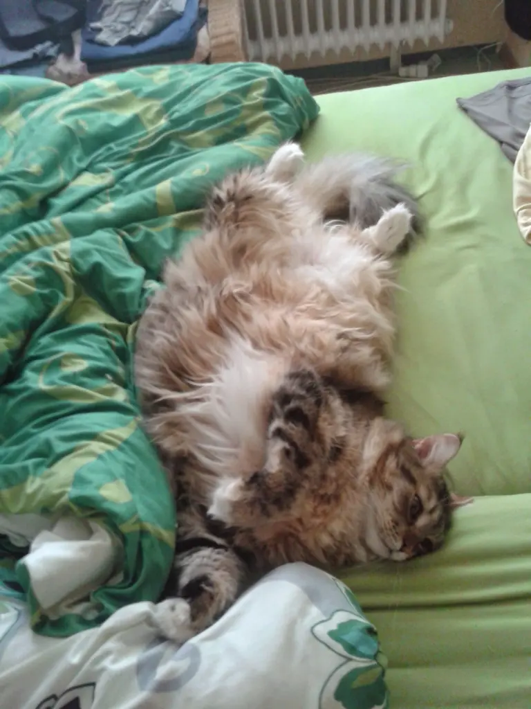Bild von Lucy
