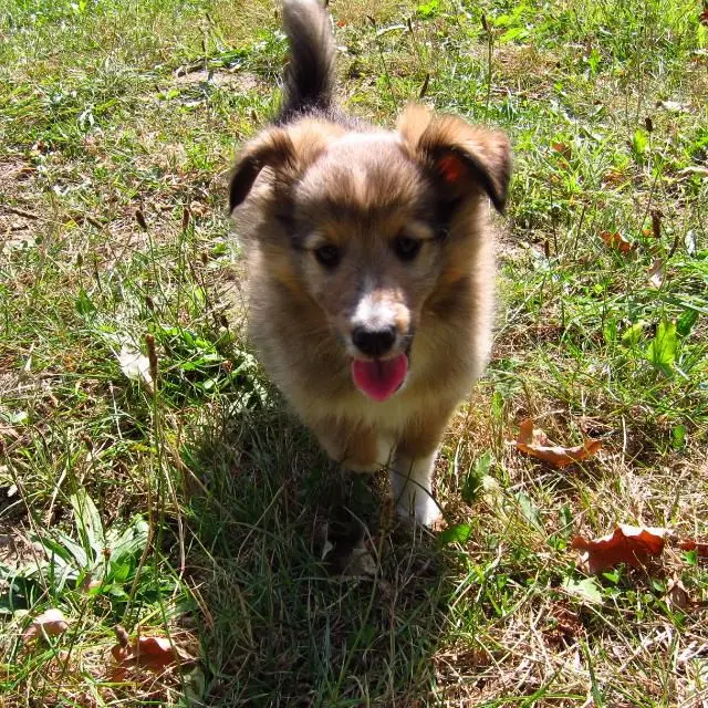 Bild von Ivy