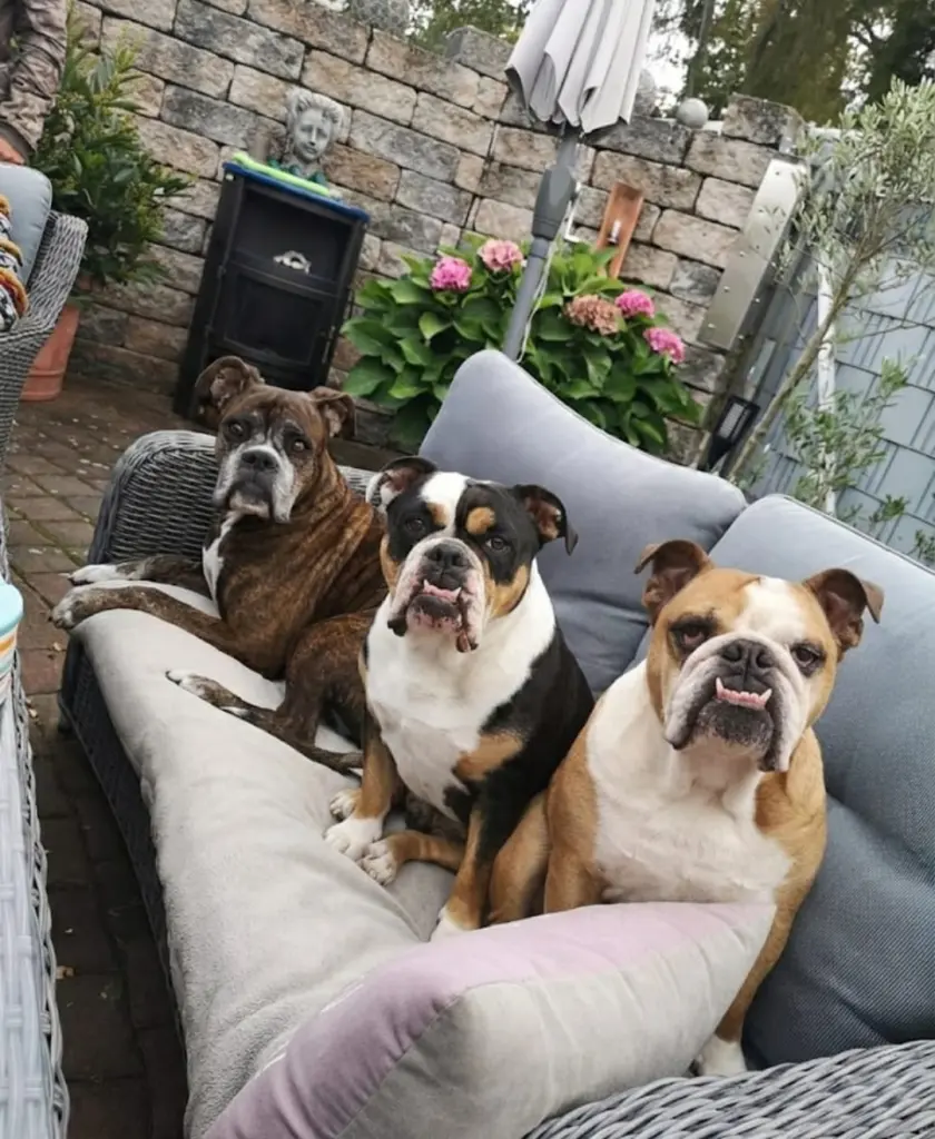 3er Gespann.
Best Friend's..
wuff wuff
🐾🐾🐾