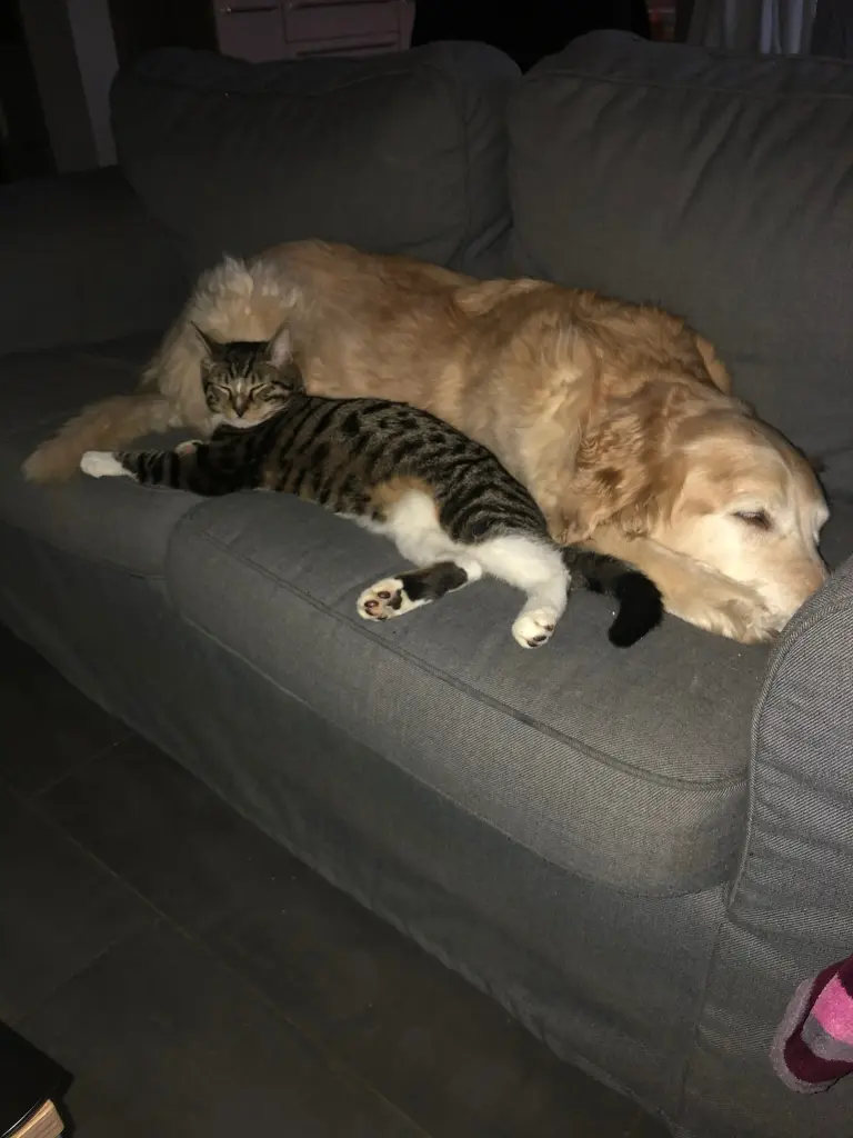 Image from Lucky