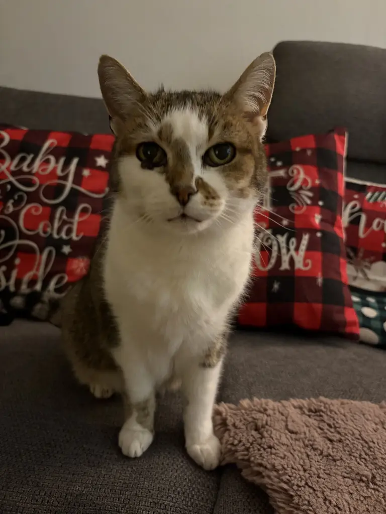 Image from Kitty