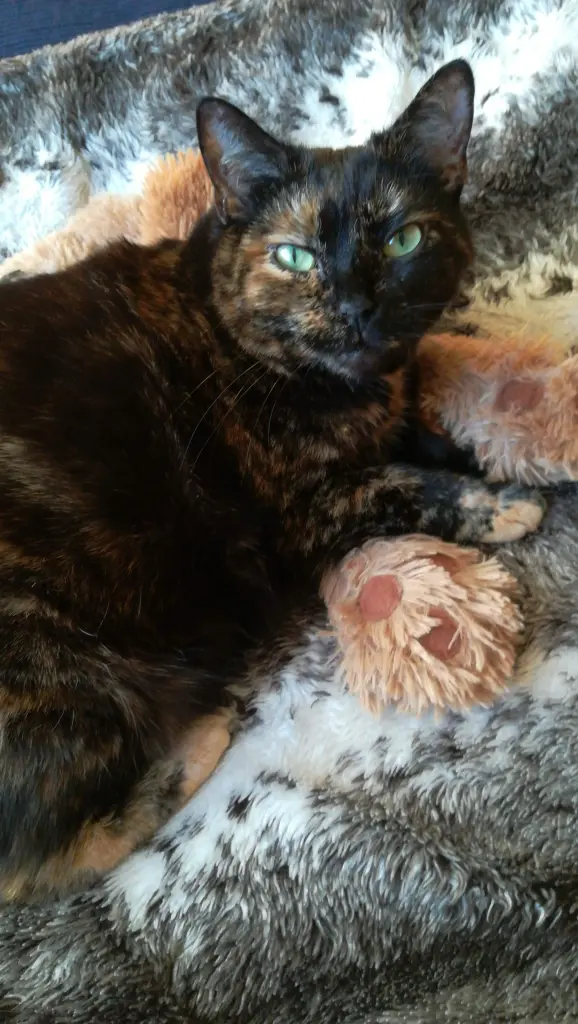 Bild von Nala
