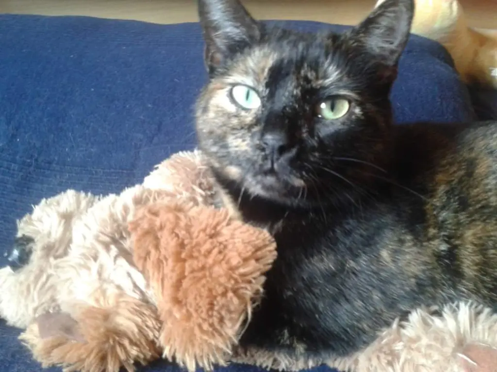 Bild von Nala
