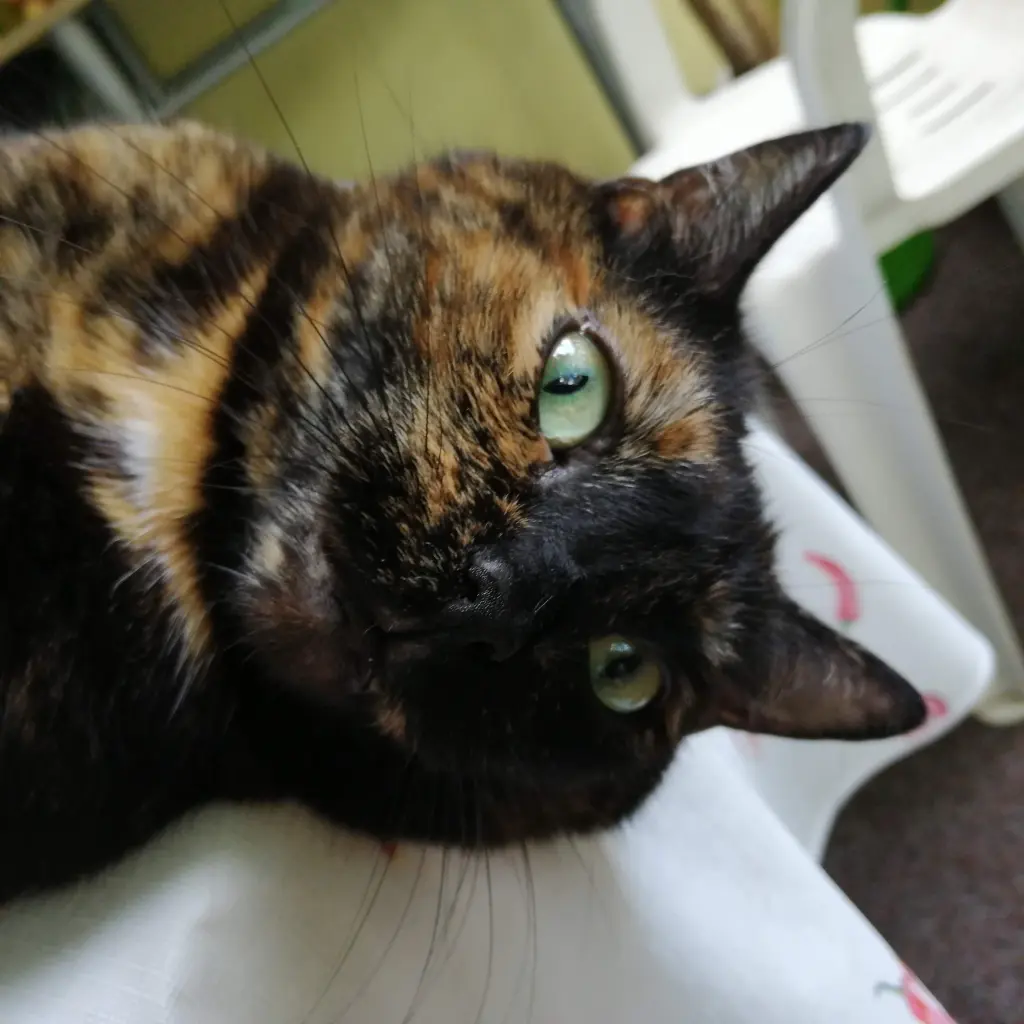Bild von Nala