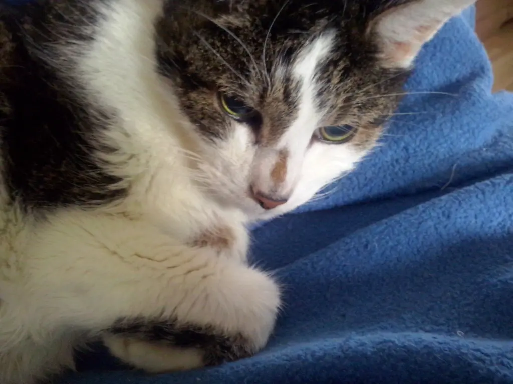 Image from Katzi