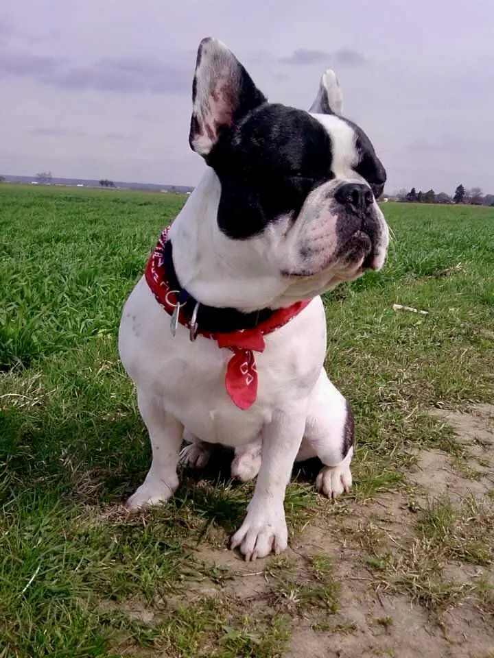 Bild von Ares