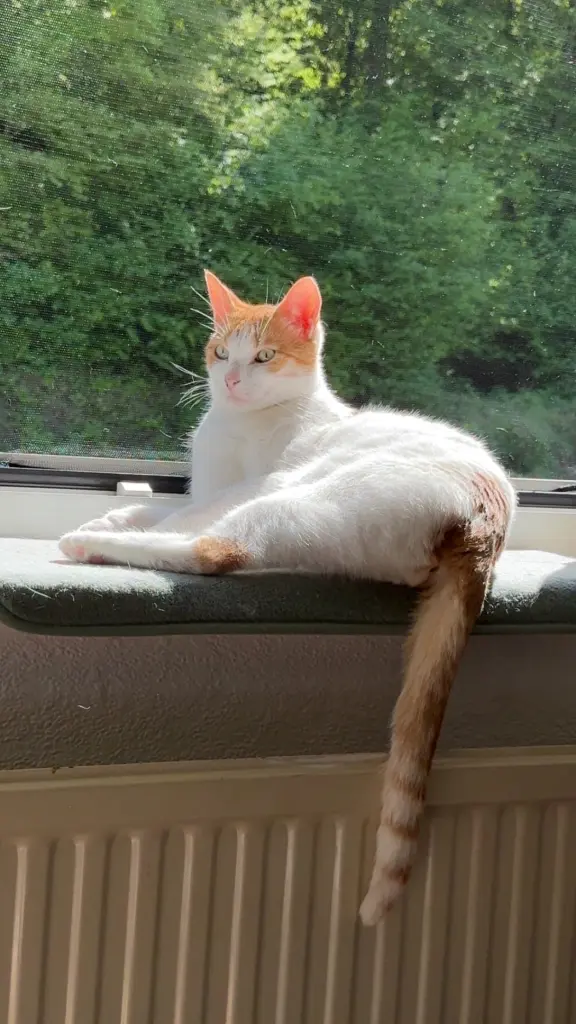 Bild von Sam