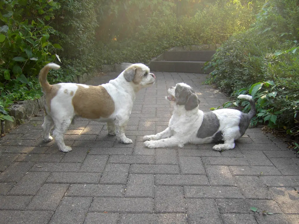 Andachtsbild von Marika mit Balou und Hippo im Herzen