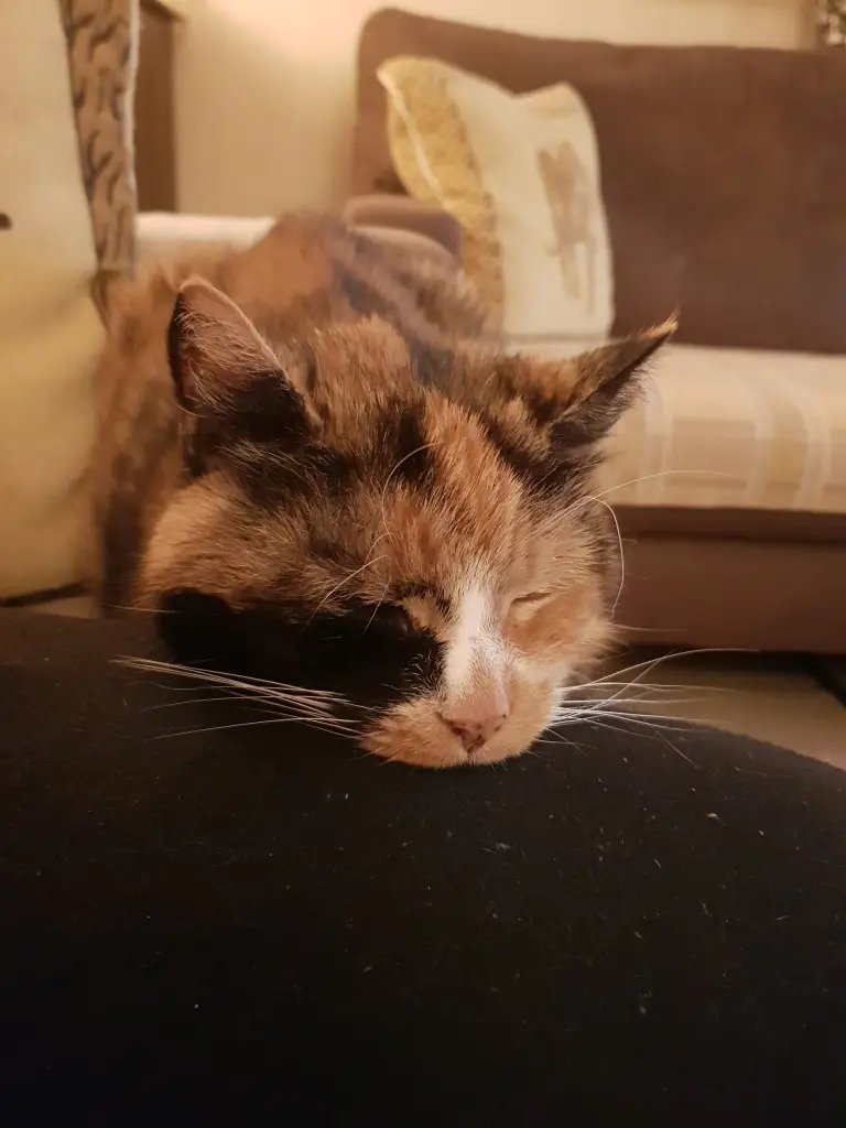 Andachtsbild von Ilse für mein geliebtes Mückchen