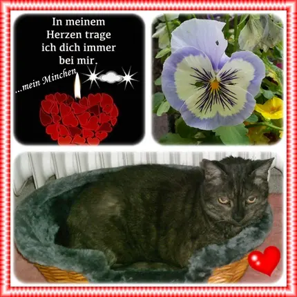Andachtsbild von deiner Ilse in Liebe zum 198. Monatsgedenken
