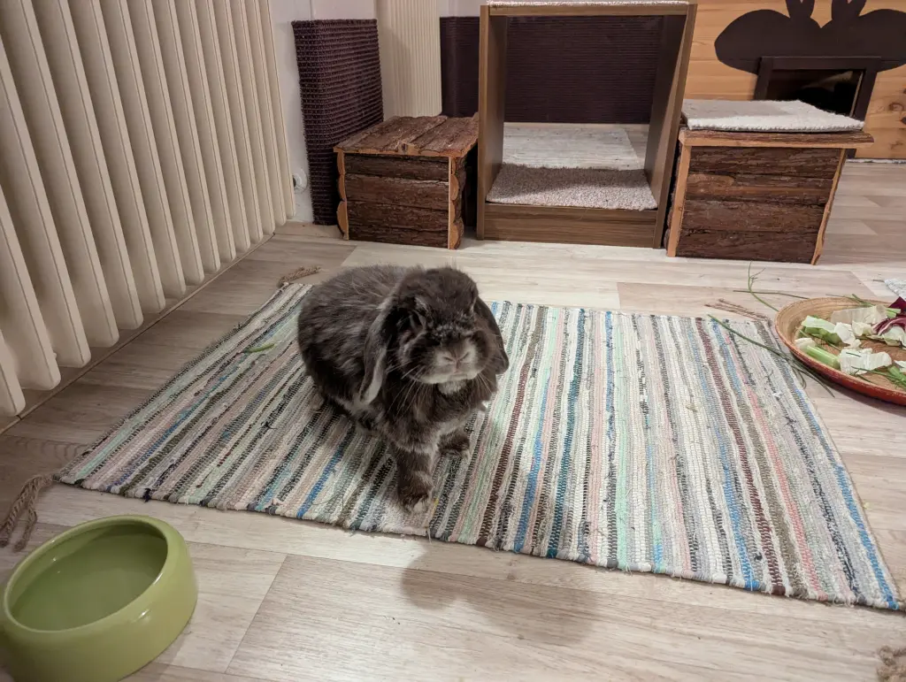 Image from Simba