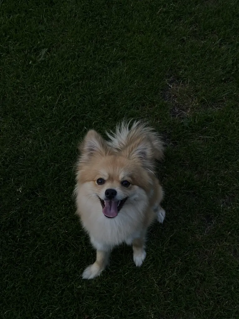 Image from Gismo