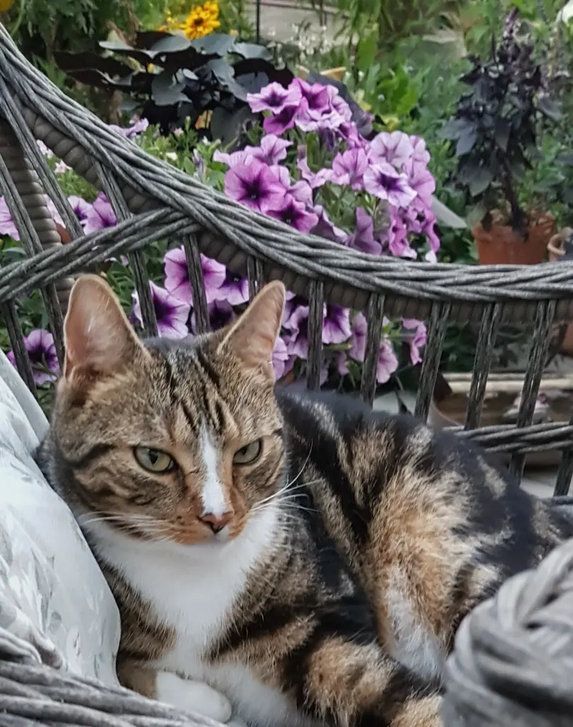 Image from Tabsi