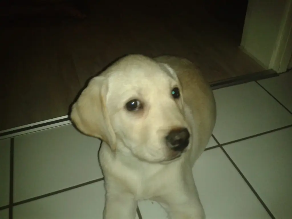Bild von Vanilla