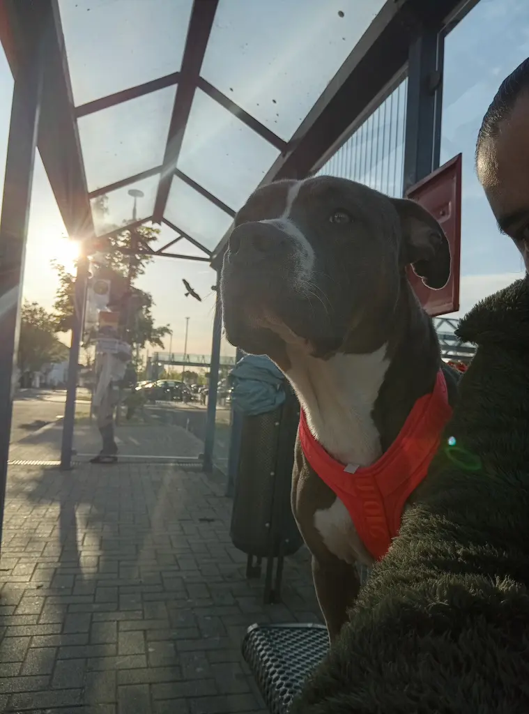 Image from Balu
