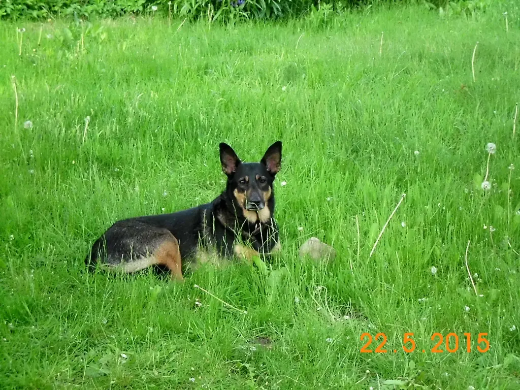 Bild von Sophie