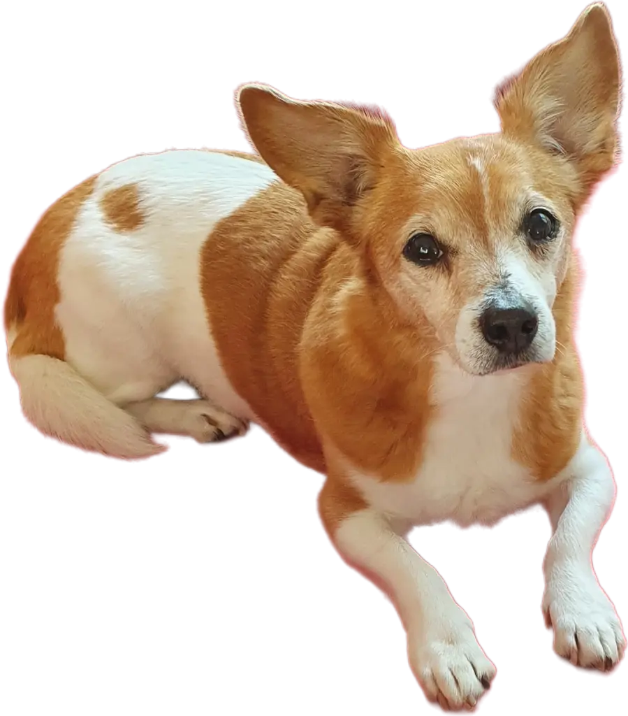 Image from Boomer