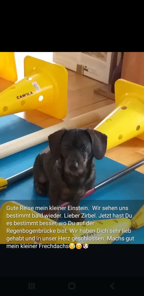 Bild von Zirbel