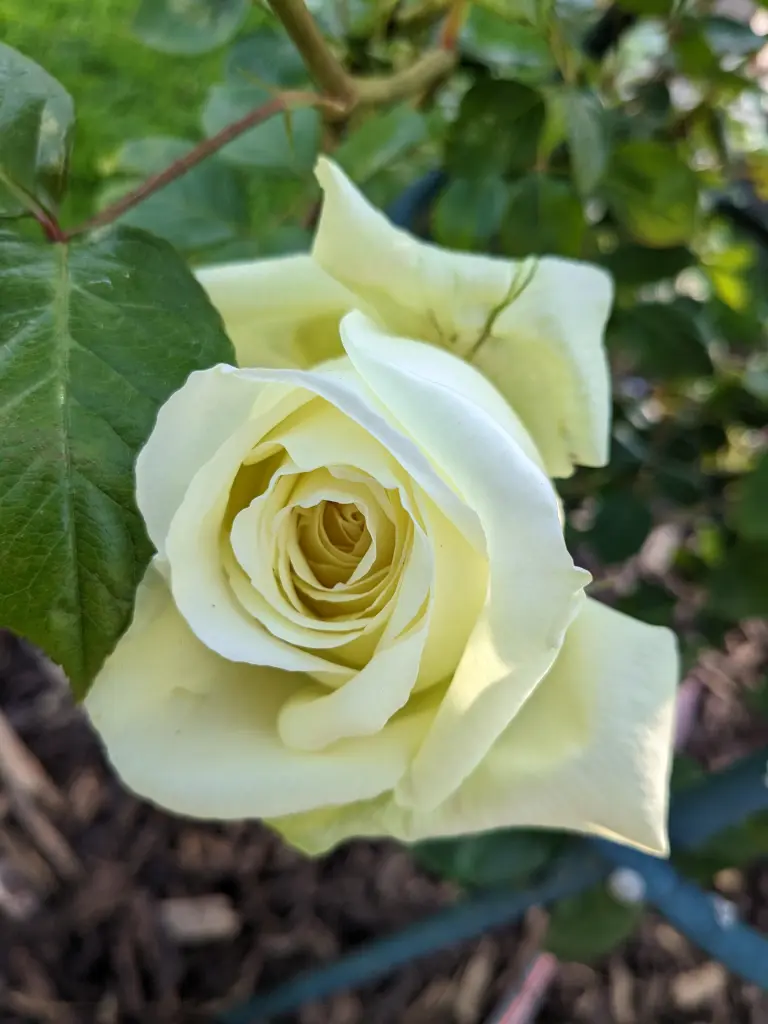 Condolence image of Ramona Wolf