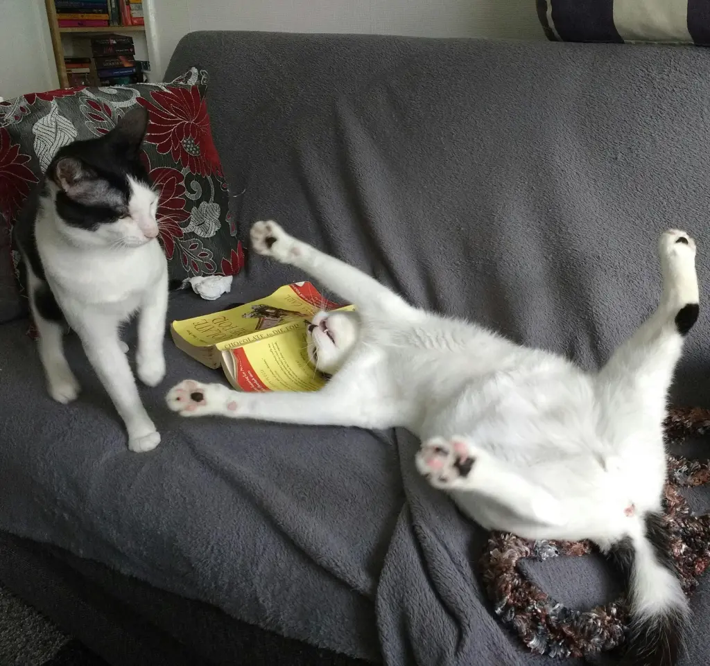 Image from Sherlock