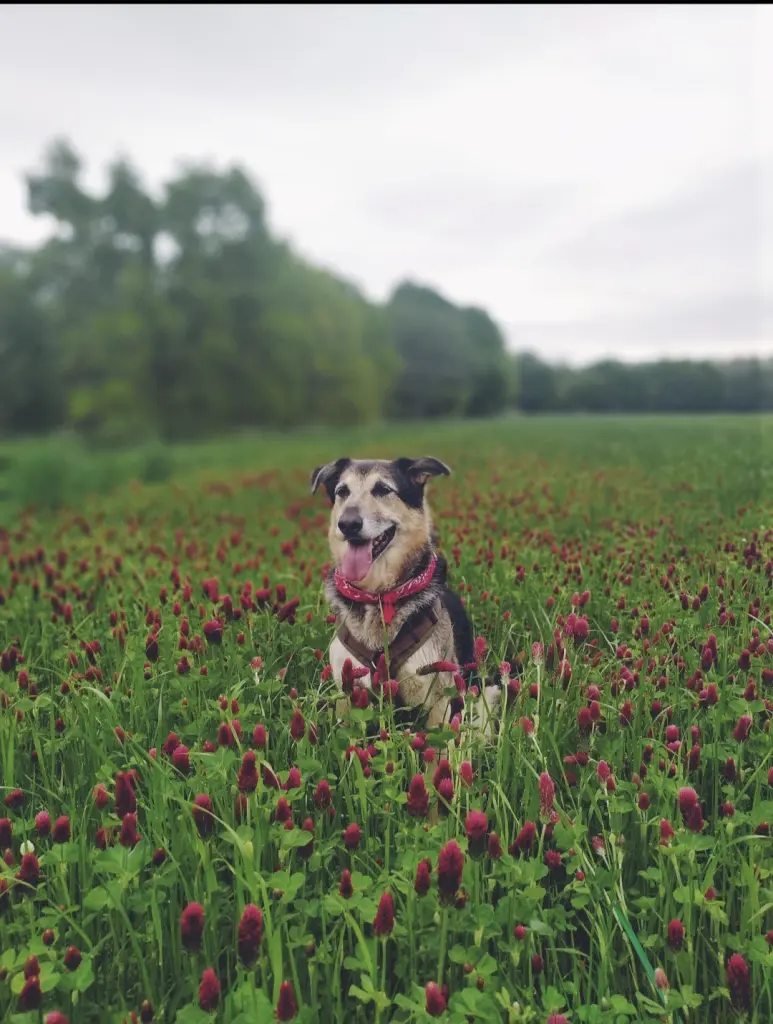 Bild von Goofy