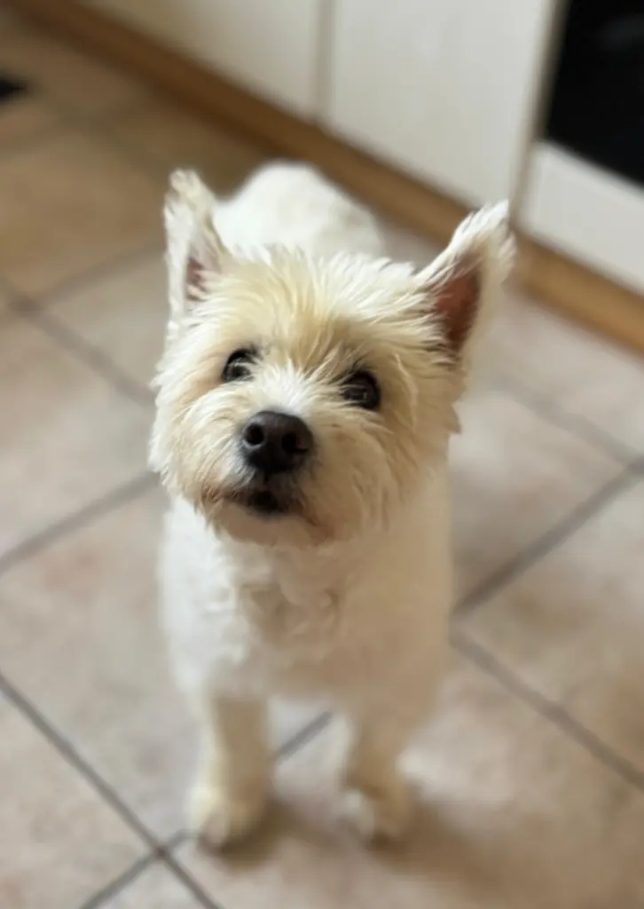 Bild von Abby