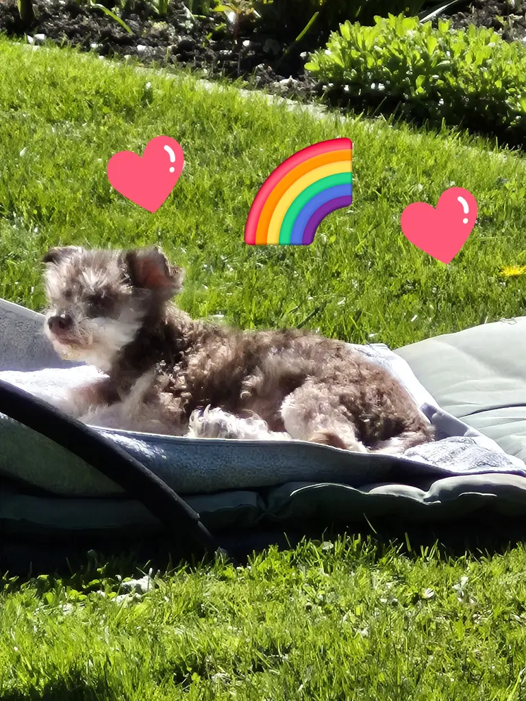 Bild von Snoopy