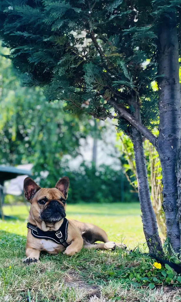 Bild von Kira