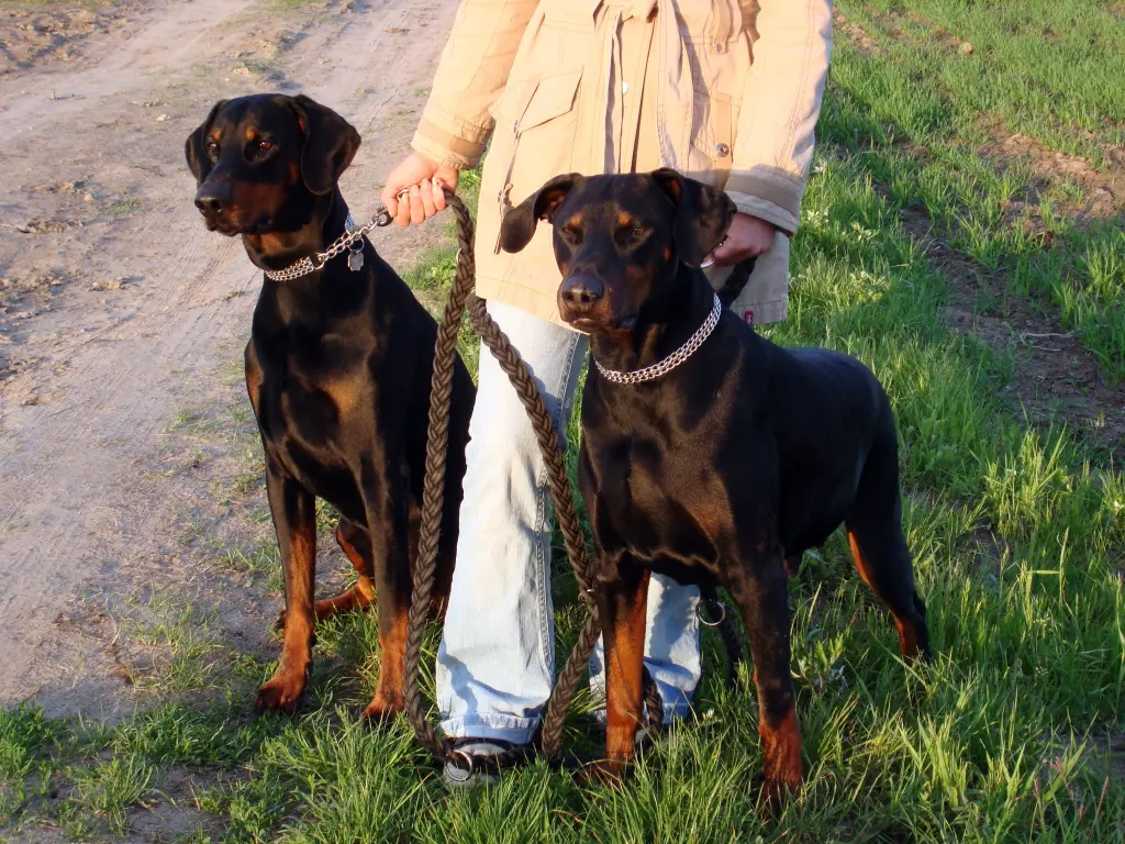 Image from Zeus
